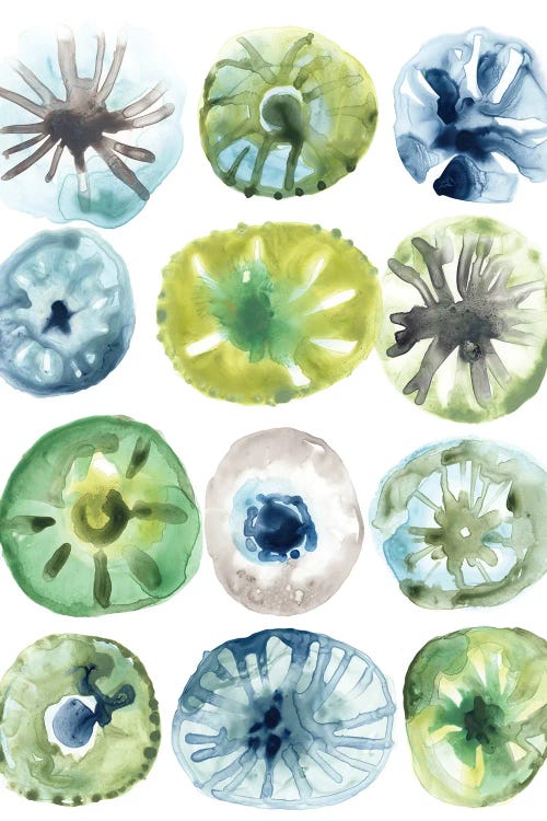 Sea Urchin Assortment I by June Erica Vess wall art