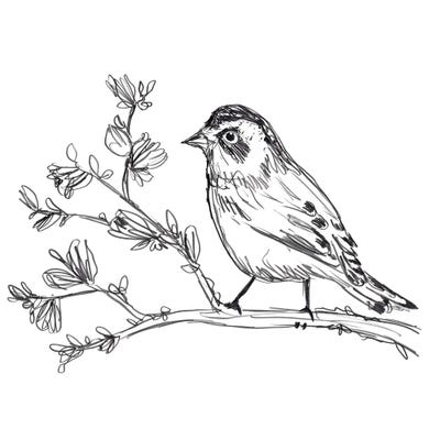 Simple Songbird Sketches Ii Canvas Canvas Wall Art June Erica Vess
