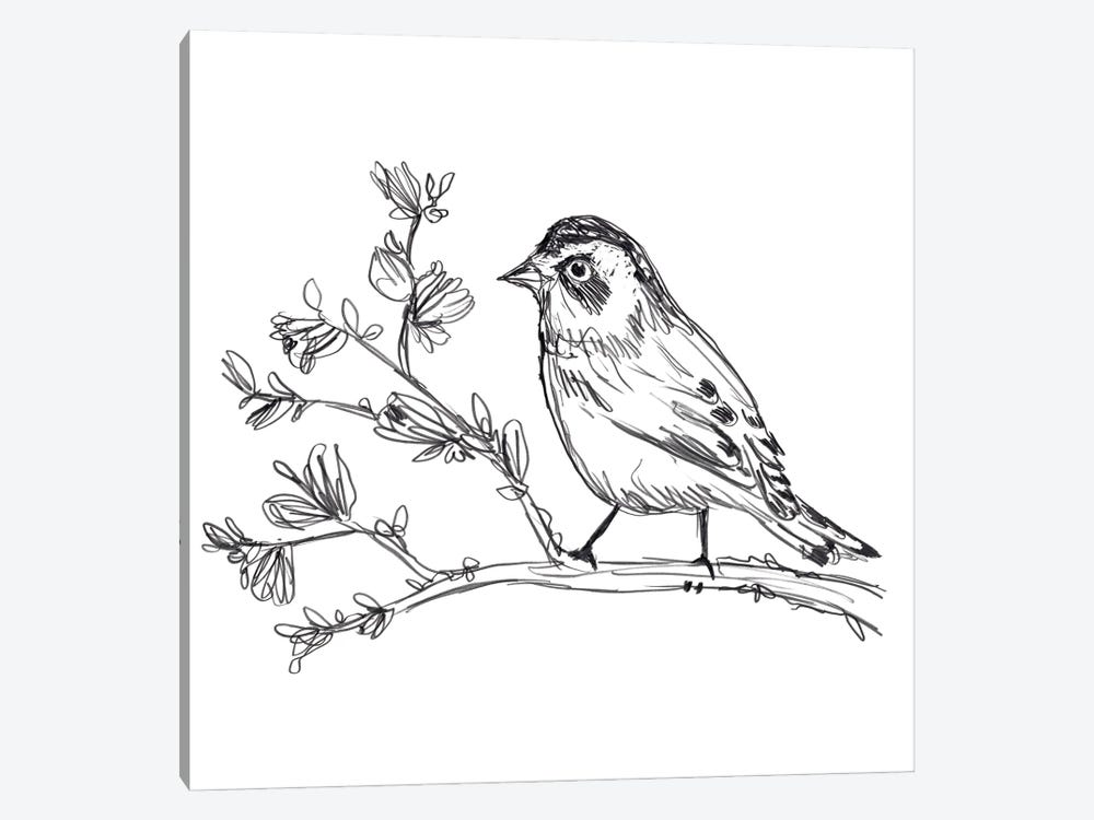 Simple Songbird Sketches Ii Canvas Canvas Wall Art June Erica Vess