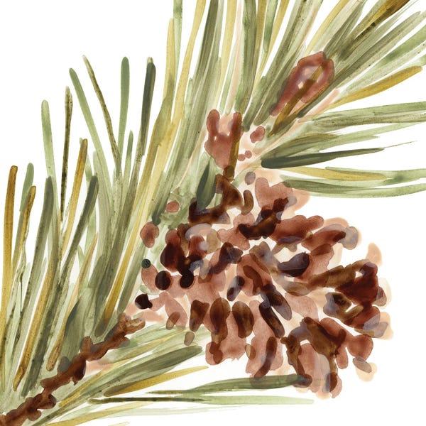 Pine Trees: Simple Pine Cone I by June Erica Vess