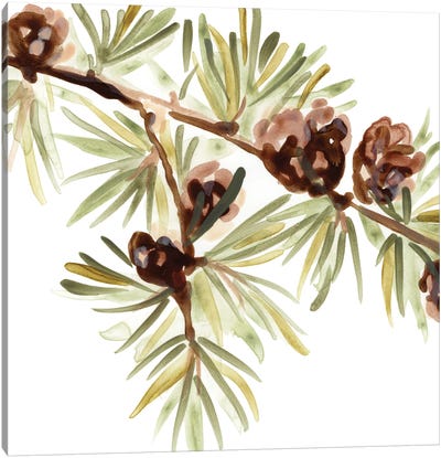 Simple Pine Cone III Canvas Art Print - June Erica Vess