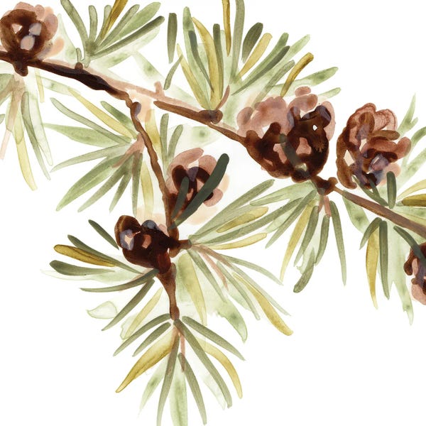 Pine Trees: Simple Pine Cone III by June Erica Vess