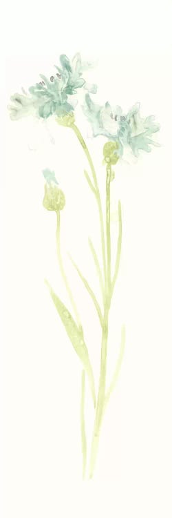 Cornflower Study I