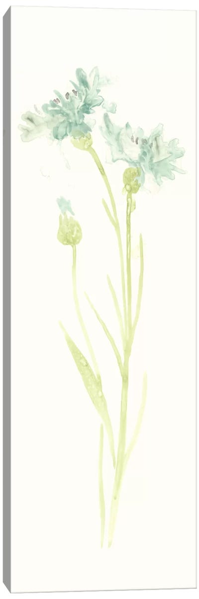 Cornflower Study I Canvas Art Print