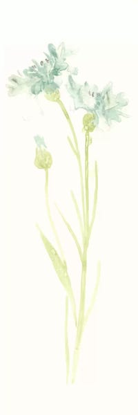 Cornflowers: Cornflower Study I by June Erica Vess