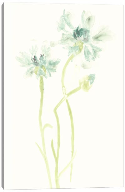 Cornflower Study II Canvas Art Print