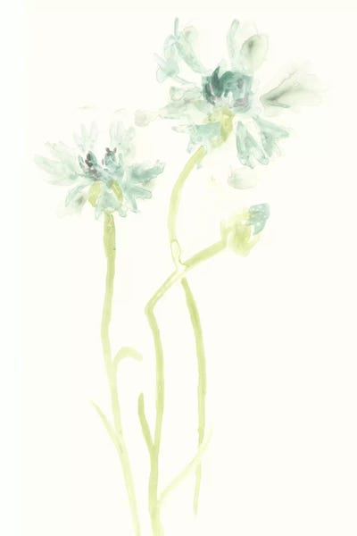 Cornflowers: Cornflower Study II by June Erica Vess
