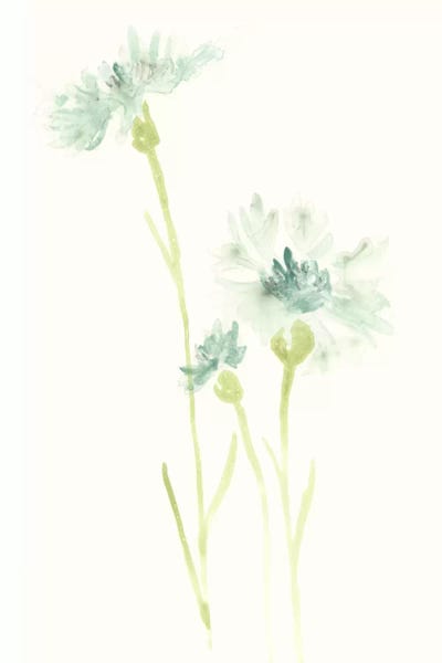 Cornflowers: Cornflower Study III by June Erica Vess