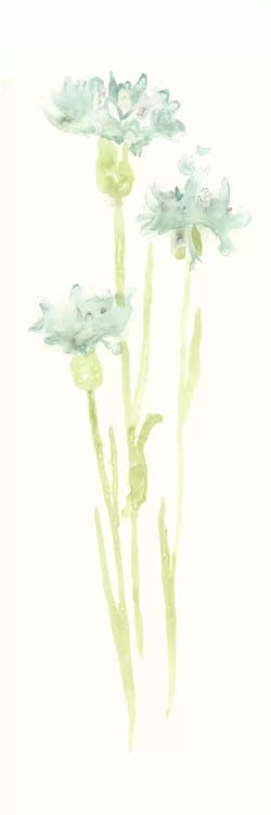 Cornflower Study IV