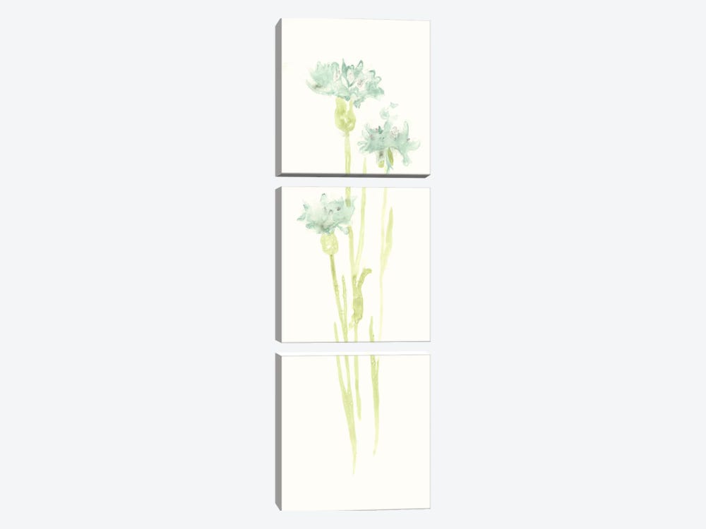 Cornflower Study IV by June Erica Vess 3-piece Canvas Print