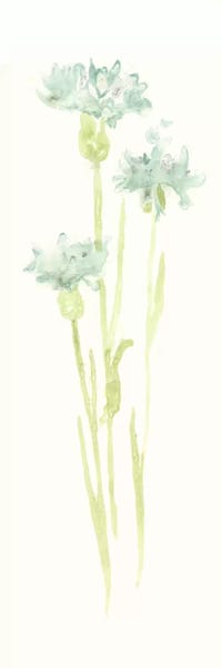 Cornflowers: Cornflower Study IV by June Erica Vess