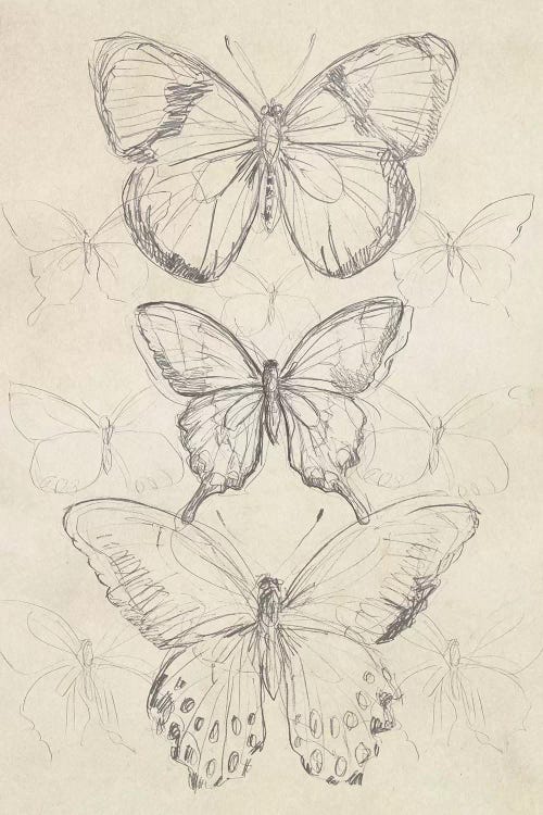 Vintage Butterfly Sketch I