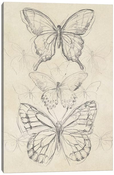 Vintage Butterfly Sketch II Canvas Art Print - Butterfly Art