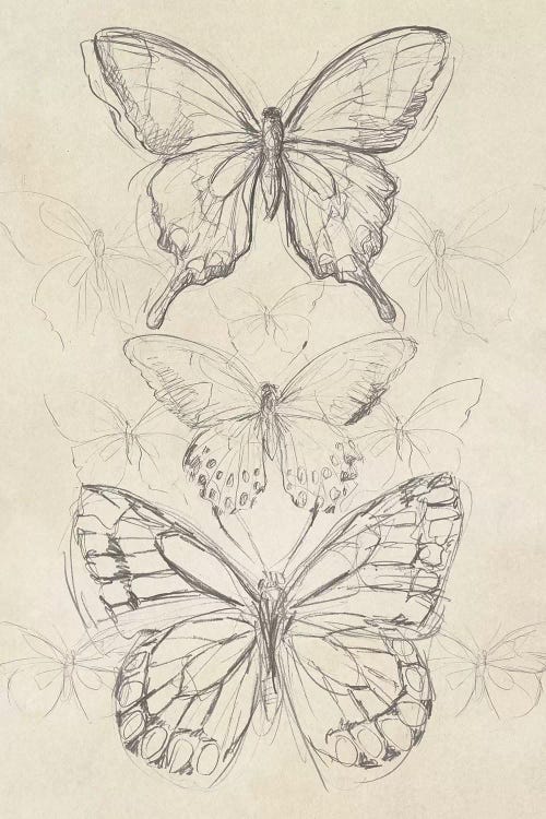 Vintage Butterfly Sketch II