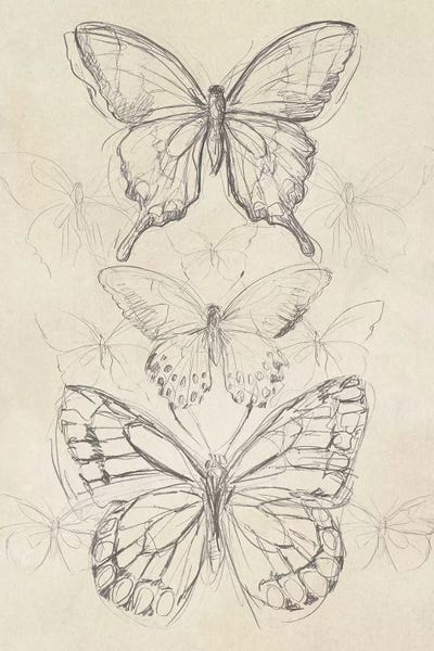 Butterflies: Vintage Butterfly Sketch II by June Erica Vess