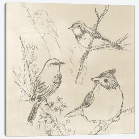Vintage Songbird Sketch I Canvas Print #JEV865} by June Erica Vess Canvas Print