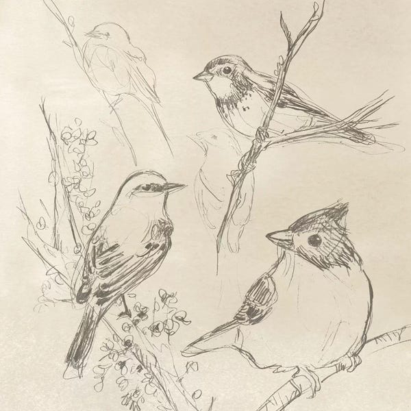 Tan: Vintage Songbird Sketch I by June Erica Vess