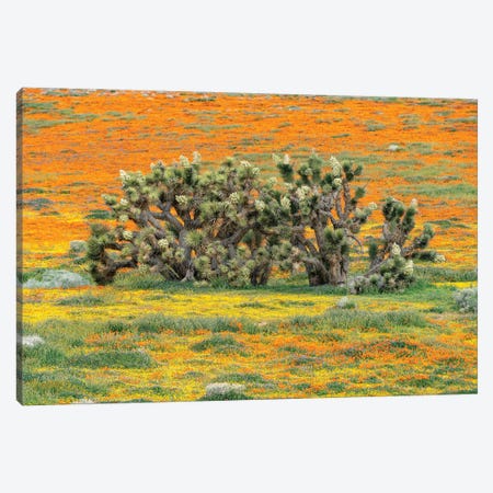 California Poppy flowers and Joshua Trees, super bloom, Antelope Valley, California Canvas Print #JFF18} by Jeff Foott Canvas Print