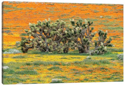 California Poppy flowers and Joshua Trees, super bloom, Antelope Valley, California Canvas Art Print - Jeff Foott