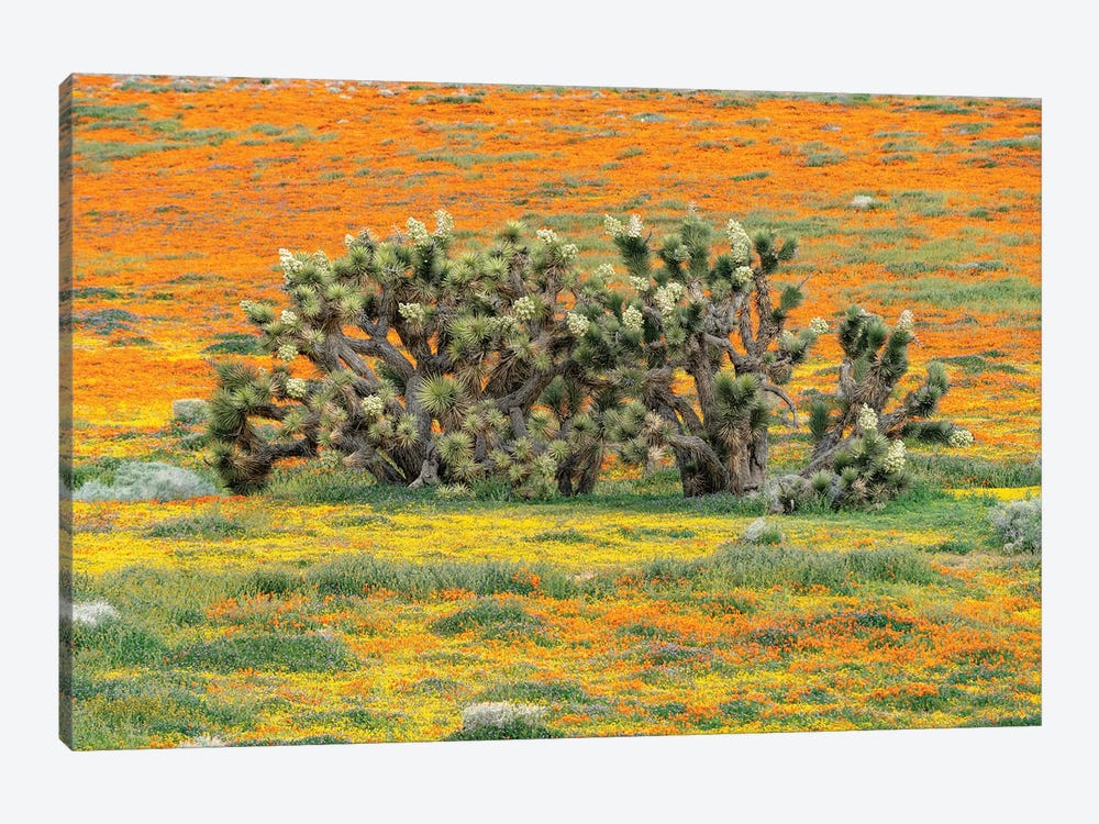 California Poppy flowers and Joshua Trees, super bloom, Antelope Valley, California by Jeff Foott 1-piece Canvas Artwork