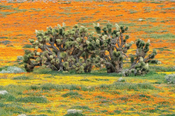 Jeff Foott: California Poppy flowers and Joshua Trees, super bloom, Antelope Valley, California by Jeff Foott