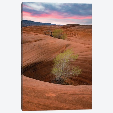 Cottonwood Tree In Hole, Grand Staircase-Escalante National Monument, Utah I Canvas Print #JFF1} by Jeff Foott Art Print