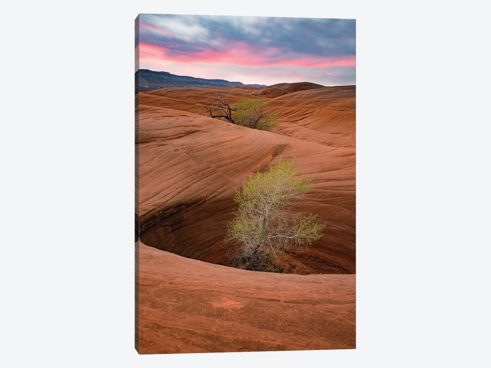 Cottonwood Tree In Hole, Grand Staircase-Escalante National Monument, Utah I 1-piece Art Print