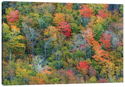 Deciduous forest in autumn, Acadia National Park, Maine Canvas Art Print - Jeff Foott