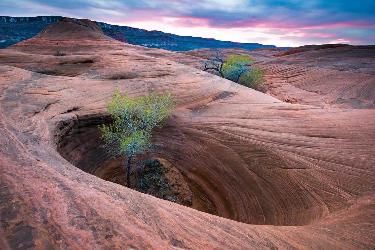 Cottonwood Tree In Hole, Grand Staircase-Escalante National Monument, Utah II