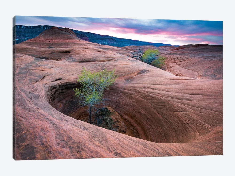 Cottonwood Tree In Hole, Grand Staircase-Escalante National Monument, Utah II by Jeff Foott 1-piece Canvas Art