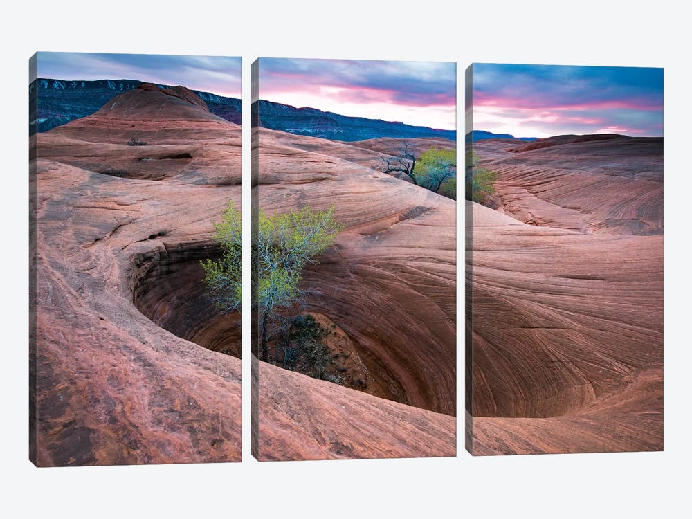 Cottonwood Tree In Hole, Grand Staircase-Escalante National Monument, Utah II by Jeff Foott 3-piece Canvas Art