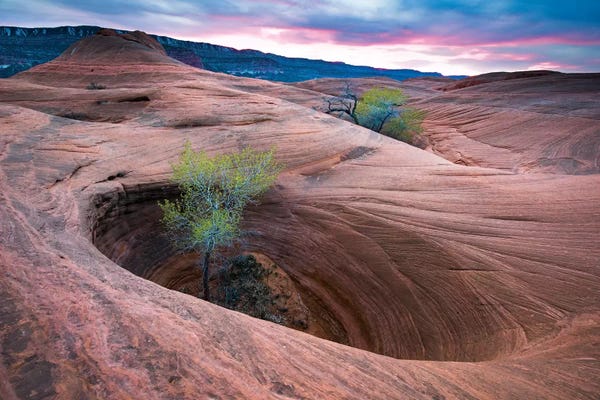 Utah: Cottonwood Tree In Hole, Grand Staircase-Escalante National Monument, Utah II by Jeff Foott