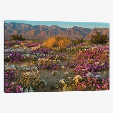 Desert Sand Verbena and Dune Evening Primrose in desert, Mojave Desert, California Canvas Print #JFF31} by Jeff Foott Canvas Print