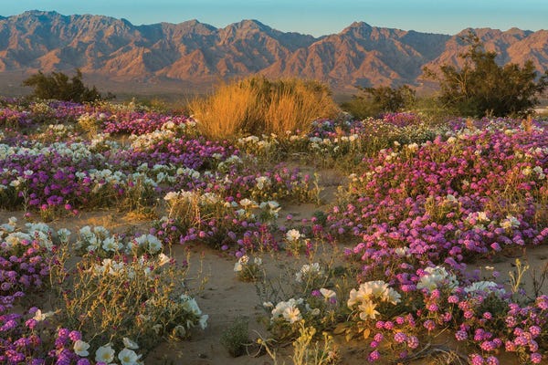 Jeff Foott: Desert Sand Verbena and Dune Evening Primrose in desert, Mojave Desert, California by Jeff Foott