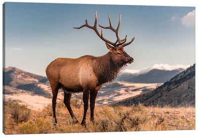 Elk bull, Yellowstone National Park, Wyoming Canvas Art Print - Jeff Foott