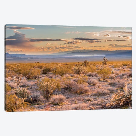 Desert, Lake Mead, Gold Butte National Monument, Nevada Canvas Print #JFF3} by Jeff Foott Canvas Art Print