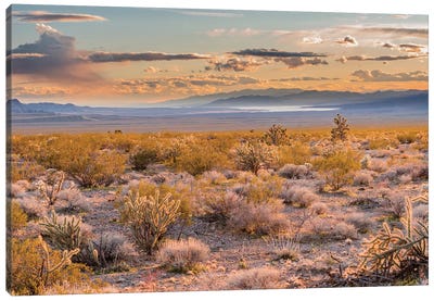Desert, Lake Mead, Gold Butte National Monument, Nevada Canvas Art Print - Jeff Foott