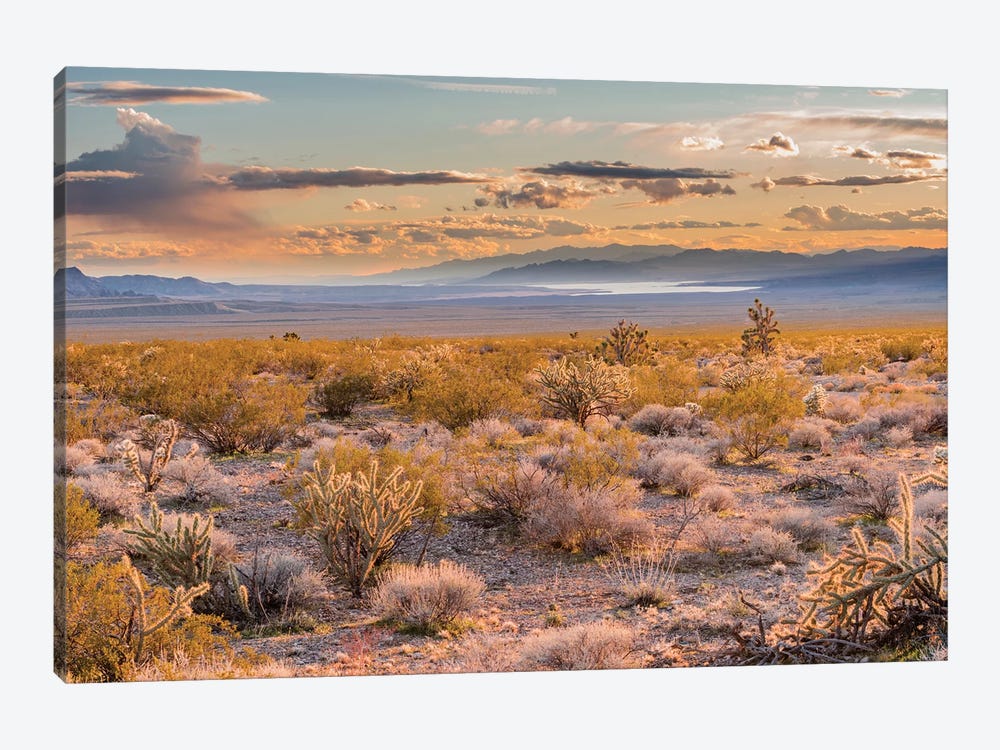 Desert, Lake Mead, Gold Butte National Monument, Nevada by Jeff Foott 1-piece Canvas Print