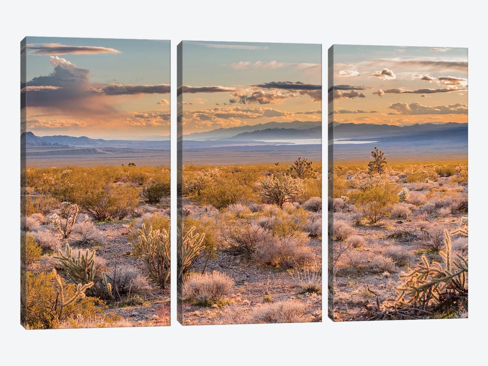 Desert, Lake Mead, Gold Butte National Monument, Nevada 3-piece Canvas Print