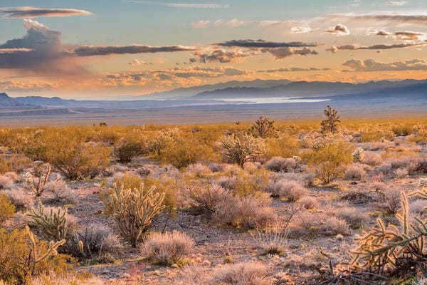 Nevada: Desert, Lake Mead, Gold Butte National Monument, Nevada by Jeff Foott