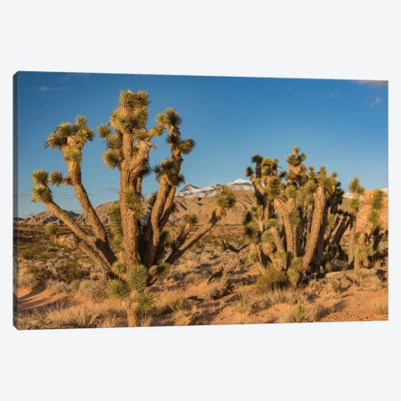 Joshua Trees In The Desert, Virgin Mountains, Gold Butte National Monument, Nevada Canvas Print #JFF4} by Jeff Foott Canvas Artwork