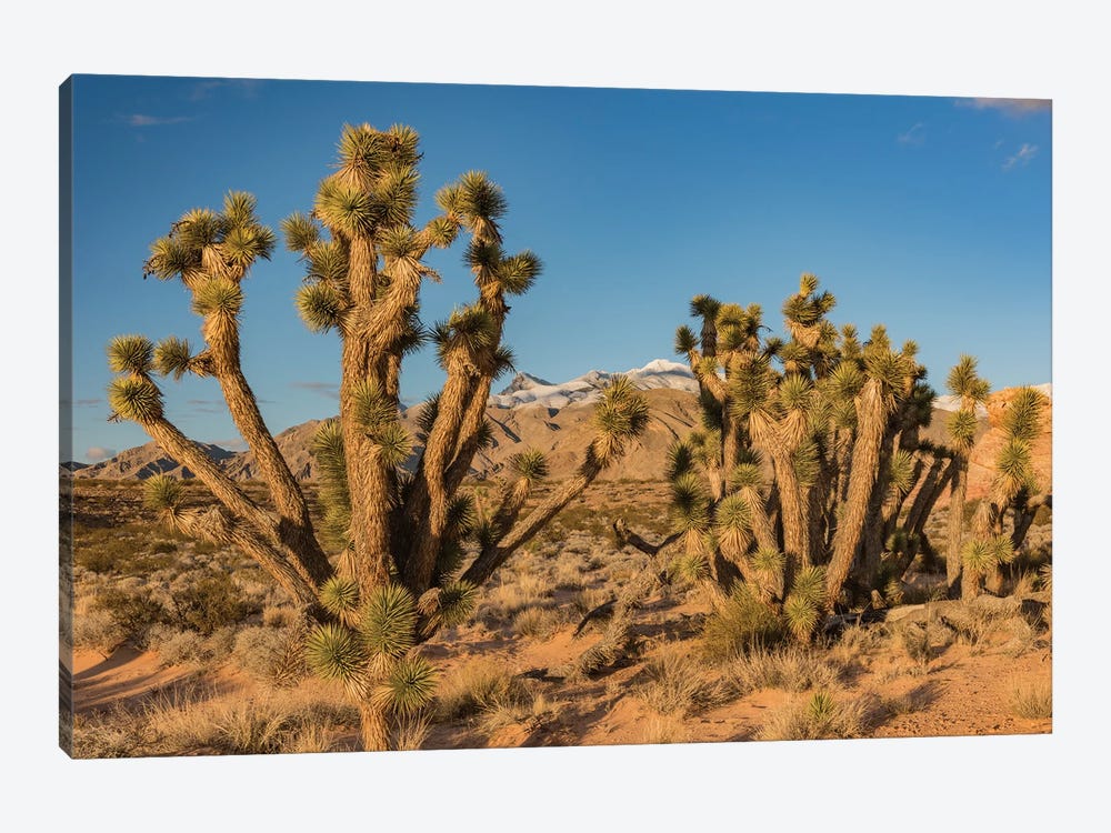 Joshua Trees In The Desert, Virgin Mountains, Gold Butte National Monument, Nevada by Jeff Foott 1-piece Canvas Wall Art