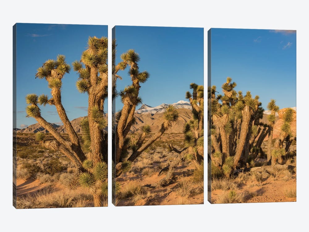 Joshua Trees In The Desert, Virgin Mountains, Gold Butte National Monument, Nevada by Jeff Foott 3-piece Canvas Wall Art