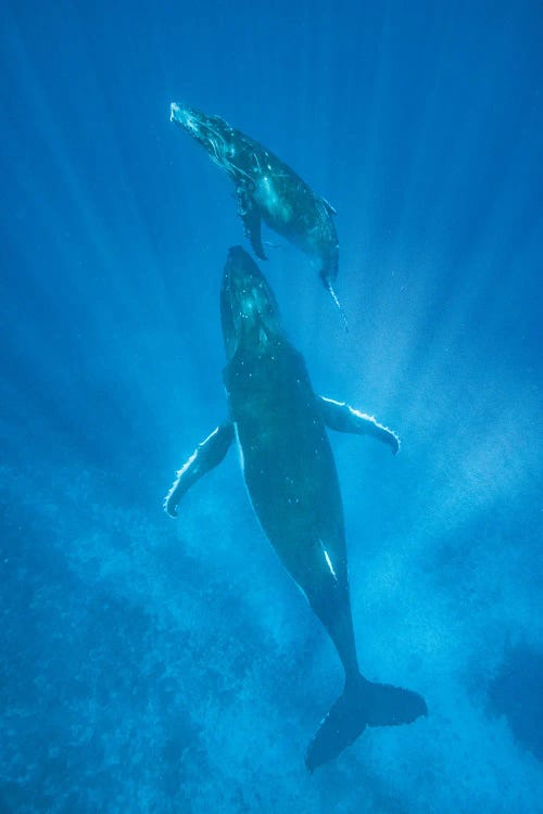 Humpback Whale mother and calf, Tonga by Jeff Foott wall art