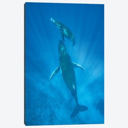 Humpback Whale mother and calf, Tonga Canvas Print #JFF51} by Jeff Foott Art Print