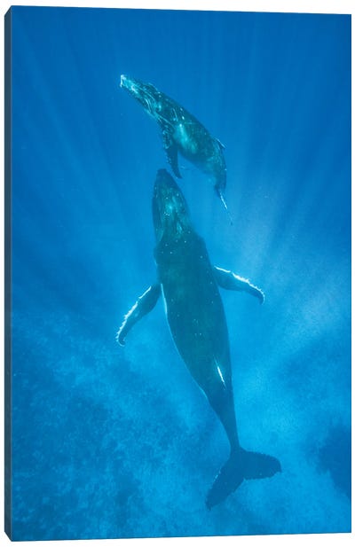 Humpback Whale mother and calf, Tonga Canvas Art Print - Jeff Foott