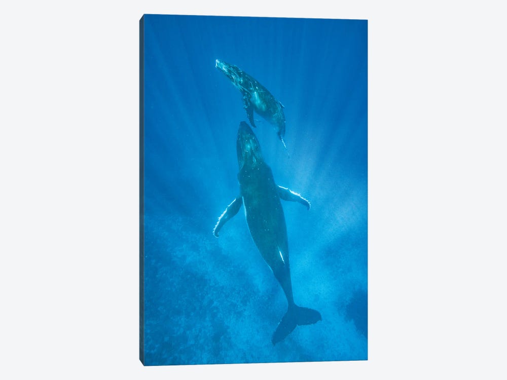 Humpback Whale mother and calf, Tonga by Jeff Foott 1-piece Art Print