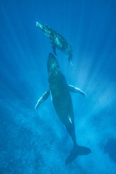 Humpback Whale mother and calf, Tonga