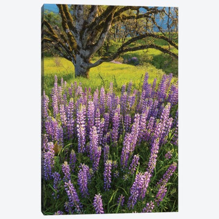 Lupine flowers and Oak tree, Redwood National Park, California Canvas Print #JFF58} by Jeff Foott Art Print