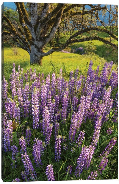 Lupine flowers and Oak tree, Redwood National Park, California Canvas Art Print - Lupines